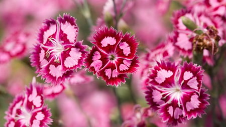 Vibrant pink - vibrant, summer, beautiful, hot, colors, lovely, flower, pink, nice