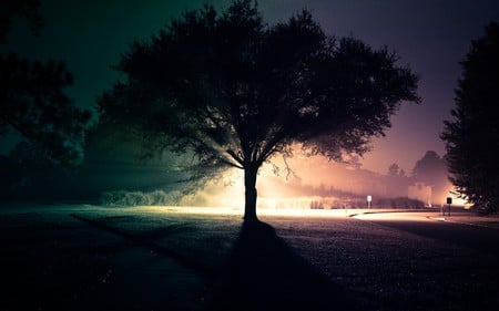 Evening lonely tree - black, lonely, sunset, summer, evening, night, tree