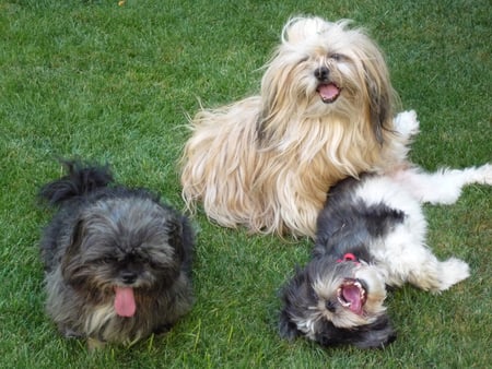 brothers trio - brothers, black white, funny, playing, grass, lovely, small, 3 dogs