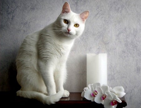 Whites - white cat, white orchids, candle, orchids, still life, cat