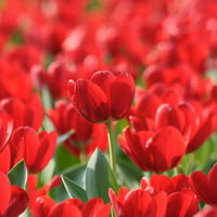 Red tulips