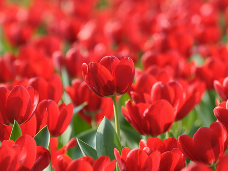 Red tulips - red, tulips, beauty, flowers, nature