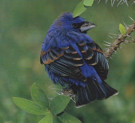 blue grosbeak - nature, blue grosbeak, forest, bird