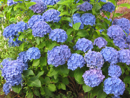 blue hydrangea - hydrangea, flowers, garden, blue