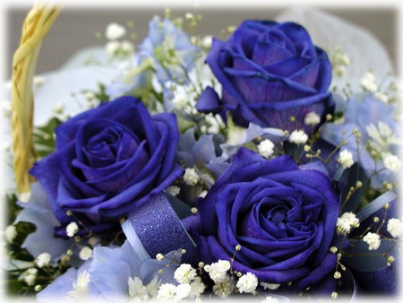 blue roses - bouquet, flowers, roses, blue