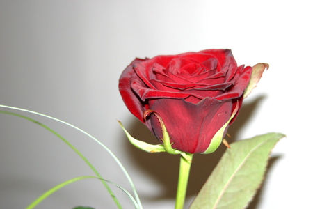 Rose - red rose, roos, red, rose, flower