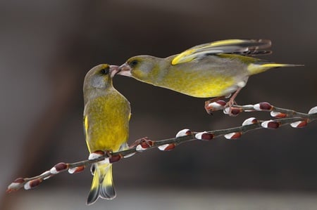 Love on twigs - yellow, kiss, cute, birds