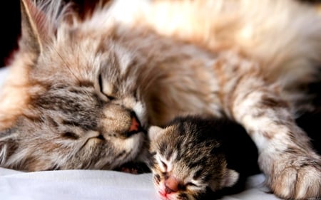 MOTHER LOVE - sleeping, love, cat, kitty, mother, care, new born, bonding