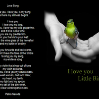 Little-Bird-LOVE-SONG