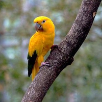 Golden-conure-parrot