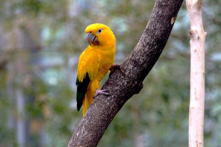 Golden-conure-parrot - nature, trees, yellow, parrot, animals, golden, bird