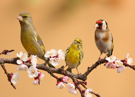 Finches - nature, animals, flowers, colors, small, bird, birds