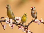 Finches