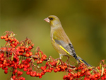 Greenfinch