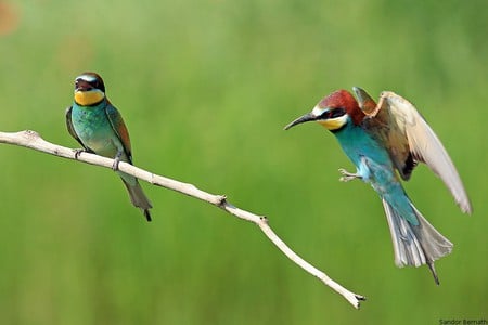 Bee-eater - nature, couple, animals, colors, small, bird, birds