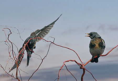 Watch! - nature, sky, animals, clouds, colors, small, bird, birds