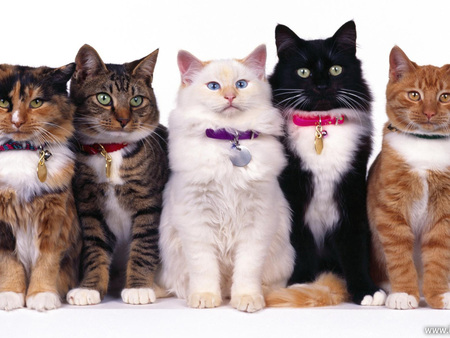 Miss Cats - black, white, brown, cute, cats, striped, sweet