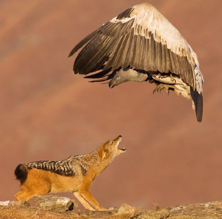 Confrontation - jackal, eagle, fierce, ravenous