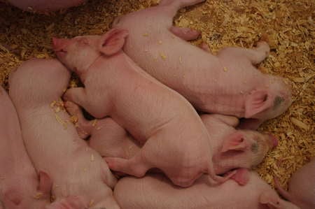 Little ones - pigs, cute, sleeping, young, animals