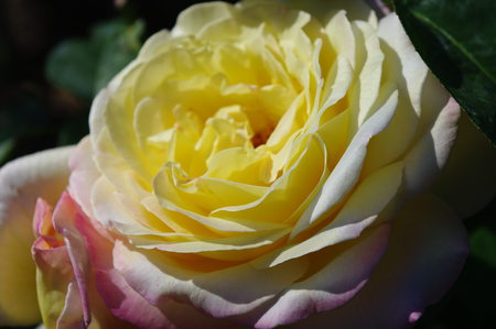 Sun rose - nature, yellow, close up view, rose, flower