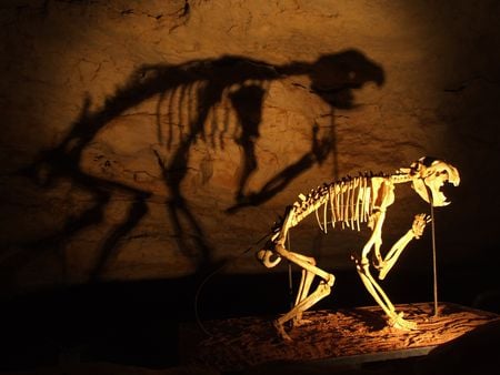 Cave dinosaur's skeleton - cave, dinosaur, light, reflection, shadow, dark, animal, sleleton, wall