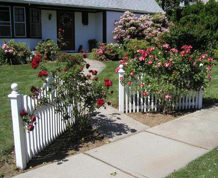 roses - beautiful roses, home, garden, white fence