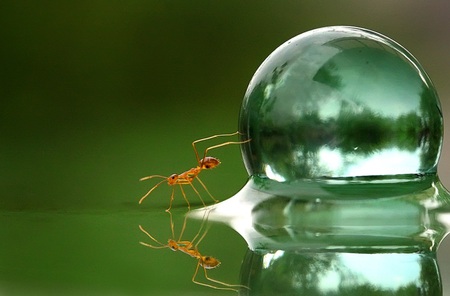 ugh... so hard - ant, reflection, blue, water, drop, stunning, transparent