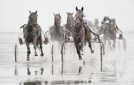 Trotting Race on beach - spray, speed, horses, beach, beautiful, sweet, strong