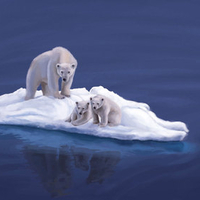 POLAR BEAR & 2 CUBS