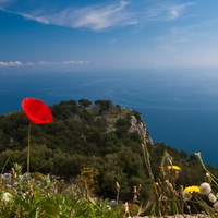 Red poppy in the sky