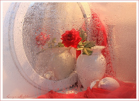 Beautiful reflections - pretty, reflection, misty, mirror, red, fruit, round, nice, vase, dewy, silk, delicate, wet, lovely, flower, petals, dew drops, white, rose, apple, glass