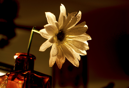 Winter Flora - vase, flower, water, lighting