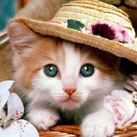 Cat for Carmen
