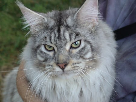 greeneyes beauty - sitting, grey longhair, beauty, cat, greeneyes