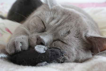 me and my mouse - sleeping, nice, grey kitten, toy, mouse, little