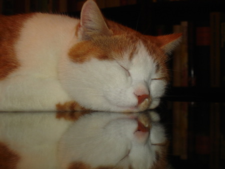 reflection - glass, reflection, nice, white yellow, cat, sleeping