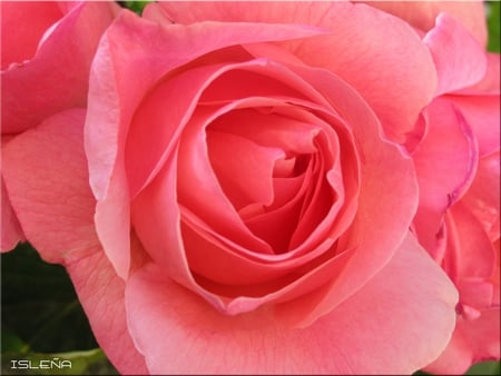 rose for my friend KentOne - beautiful, alone, still life, close up, pink rose