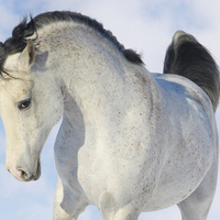 White Beauty