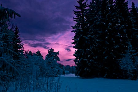 Pink sky - snow, winter, forest, sky