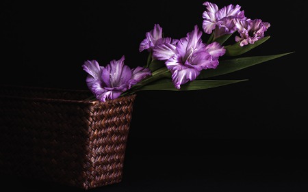 Purple Flowers - pretty, purple flowers, beautiful, photography, beauty, lovely, still life, dark, flowers, basket, black, nature, purple