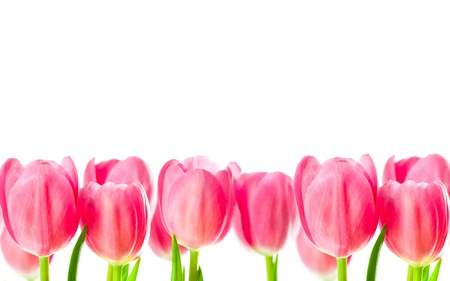 Beautiful tulips - tulips, beauty, flowers, pink