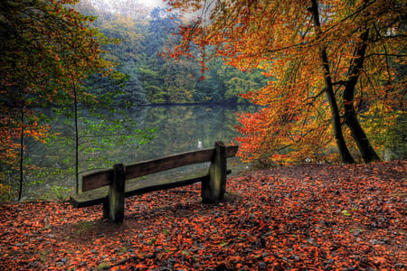 The beauty of nature - beauty, sky, autumn, trees, popular, water, colorful, bench, sesons, lakes, amazing, yellow, reflection, tree, lake, background, forests, landscape, nature, forest, red, beautiful, leaves