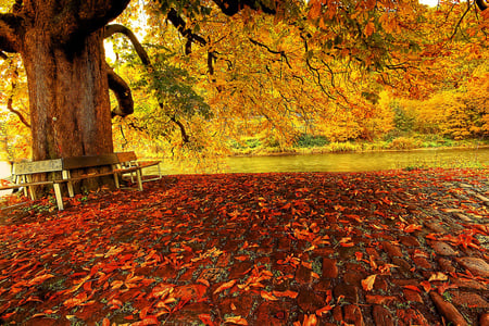 Beautiful autumn red carpet - trees, carpet, yellow, amazing, beautiful, landscape, sesons, leaves, popular, forests, nature, autumn, red, bench, background