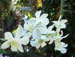 White orchid