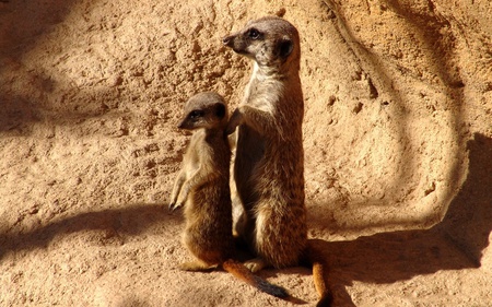 Meerkats - suricate, stone, beautiful, cute, animals, meerkat