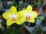 Yellow orchids