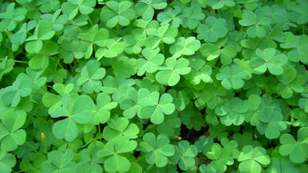 Clovers - clovers, cloverleaf, green, leaves