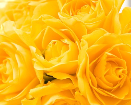 Yellow roses - flowers, roses, yellow, rose, beauty