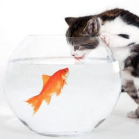 Kitten-drinking-water-from-the-aquarium