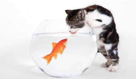 Kitten-drinking-water-from-the-aquarium - drink, cat, aquarium, animals, water, fish, kitten